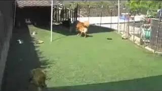 Dog Boarding, Los Angeles