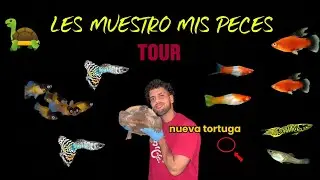 MINI GRANJA DE PECES // HÁBITATS // CRÍAS Y MÁS 🐠🫵🏻