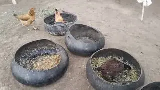 Playful Chickens in the Farmyard || Natural Bird Sounds || Peaceful Rural Life