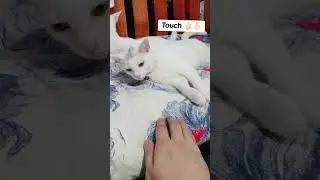 Touch #cat #shorts #fyp