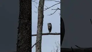 Majestic Heron Resting on a Tree Branch | Peaceful Nature Moment