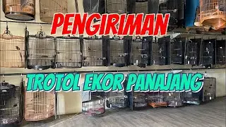 PENGIRIMAN TROTOL EKOR PANJANG