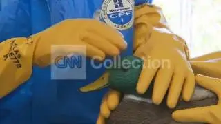 OIL BIRD CLEANING