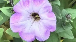#Sharing beautiful flowers of my garden (Part 1) #winter #winterflowers #new #gardening #viralvideo