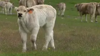La veu de la terra (Pallars Jussà, Pallars Sobirà i Alta Ribagorça)