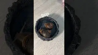 timelapse of snails waking up #funny #snail #monkey