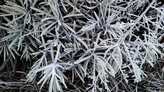 Es di Gunung Gede Minus 5 Derajat
