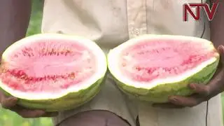 Busoga farmers find 'gold' in water melon