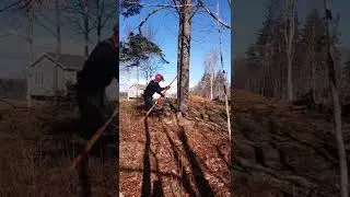 tree removal with the Norwood timber tool
