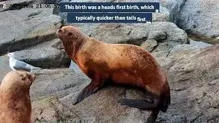 Amazing Wild Steller Sea Lion Birth on Chiswell Island! Meet &ldquo;Zudy&rdquo;.
