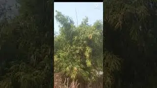 NATURAL WIND 🌬🌬🌪#natural scenery #shorts#nature#naturewindrelexmusic 🎶