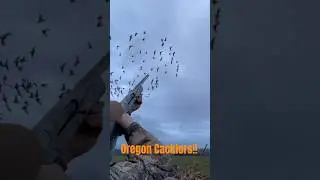 Cackling geese are something ya gotta try hunting! #duck #birdhunting #duckhunting #goosehunting