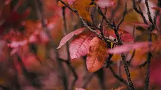 Vibrant autumn leaves creating stunning natural textures and warm color palettes for backgrounds