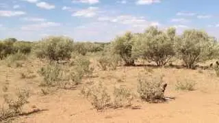 Long-term orientation of the African Wild Dog: a High Performance Team