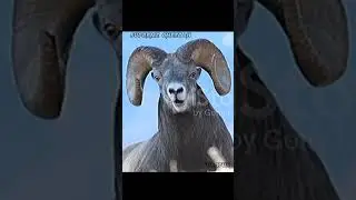 battle of the bobadei mountain goat vs bighorn sheep #animal #animals #subscribe