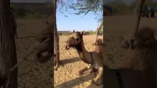لماذا يصرخ الجمل هكذا؟🔊🐪