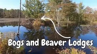 Hiking New Jersey's Pinelands at Black Run Preserve