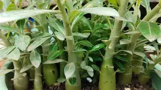 एडेनियम की सीडलिंग कैसे करे..?Adenium Seedling Growing Method #adenium #seeds #ridvigardeningpets