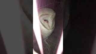 #Owlstory #AmazingOwl #AmazingBird #AnimalWorld #TrueStory