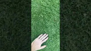 Bermuda grass November 19th DFW