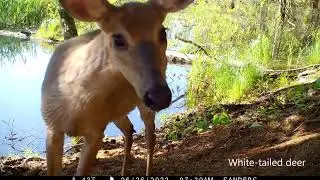 Fitzgerald Lake Conservation Area &mdash; Highlights (May 21 -- June 12, 2023)