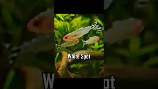 1 like = 1 Saved fish from White spot ... How do you treat white spot ? #fishkeeping