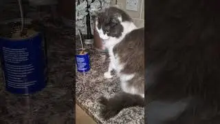 naughty cat 🐈 #cutekitty #cat #naughtycat