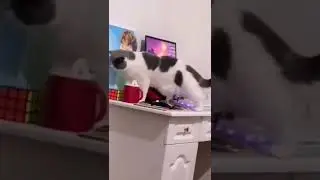 Funny meme compilation😂 #viral #memes #tiktok #fail #funny #fy #fyp #recommended #fyp #videoshorts