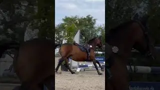 Nichts passiert 🥵. Wir waren Zuschauer   #reiten #pferd #pony #horse #bayern #pferde #springreiten