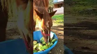 Reyhan'a &ouml;zel bowl yemek.  #shorts #shortsvideo #horse #bowl #freshfood