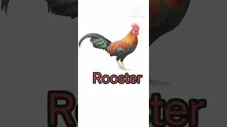 Animals Start with letter R#baby #shortsfeed #shorts #shortsviral#shortvideo #preschool@comenlearn27