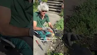 🌷 Blumenzwiebeln jetzt setzen &ndash; so bl&uuml;ht dein Garten im Fr&uuml;hling!