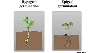 Hypogeal germination/Epigeal germination