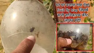 54. घर पर बनाया गया ऐसा fruit fly trap जिसमें सभी हानिकारक कीट आकर मरेंगे #fruitflytrap #appleber