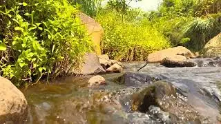 Soft River Stream in Untouched Nature