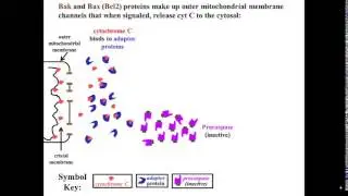 Caspase Activation leads to Apoptosis