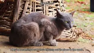 When Do Kittens Start Acting Like Cats? Adorable Transitions Explored! Cat Behavior Tips