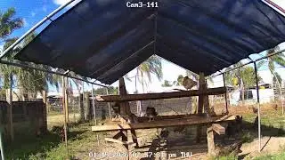 CHICKEN  LIVE CAM