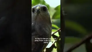 How Do Falcons & Eagles See So Well? | Enigra  #bodyscience #science #falcon #eyevision #scifi