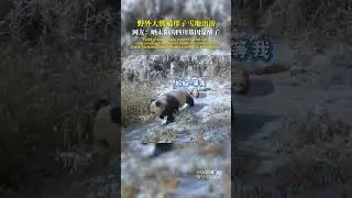 Wild giant panda mother and cub ventured out in snowy habitat.