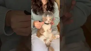 Spa Time with Astronaut Cat Bubu 🐱🫧 #animalshorts #cat #pets #cute #cutecat