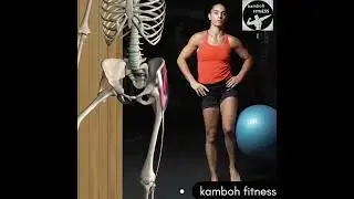muscleandmotion The hip Abductors! Can't say enoughabout themThe abductors