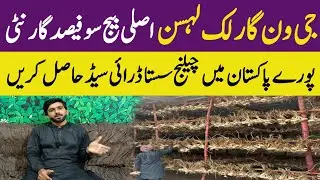 G1 garlic seed price in Pakistan