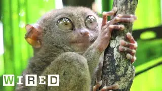 Tarsiers Can&rsquo;t Blink | WIRED