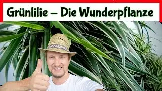 Grünlilie die Wunderpflanze ▶ 5 Fragen ▶ 5 Antworten 🌱