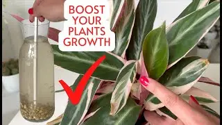 FREE Organic Fertilizer for Houseplants; Stimulate Your Plants Growth