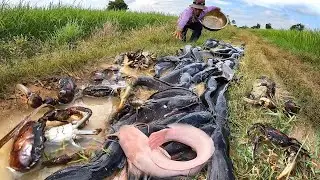 Village Fishing Life: Massive Catfish Harvest when Water Receded.