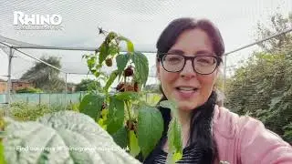Raspberries in Autumn &ndash; Fruiting and Planting