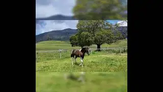BPHS Severus - Sire: SOS Dam: Wybalenna
