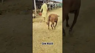 Female Cow #cow #shorts #karachimandi #aicow #cowvideos